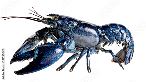 Vibrant blue lobster with large claws and detailed shell texture