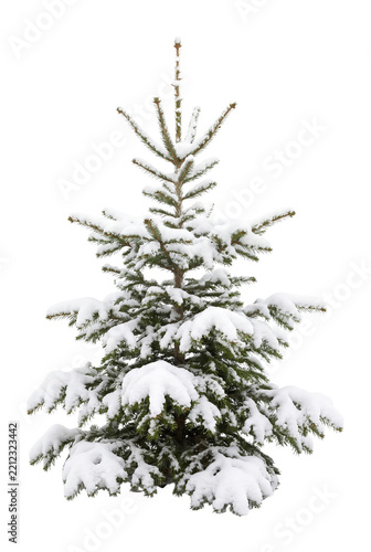 Snowy Christmas tree isolated on transparent background