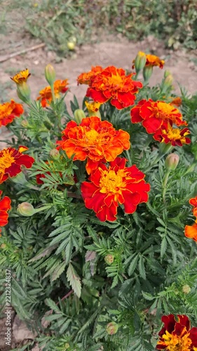Bright red and orange marigold flowers blooming in a sunny garden outdoors
