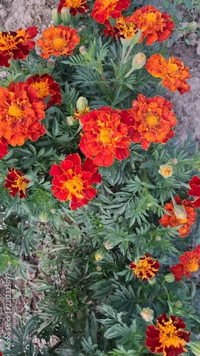 Top View Of Blooming Bright Orange Red Marigold Flowers In Garden Ground Soil