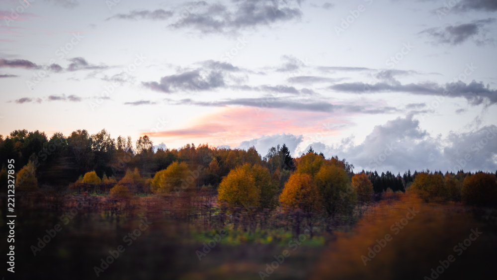 Fototapeta premium Sunset in the Forest