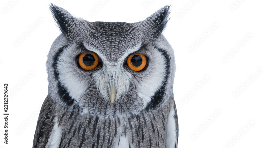 Obraz premium Close-up portrait of a grey owl with orange eyes, isolated on transparent background
