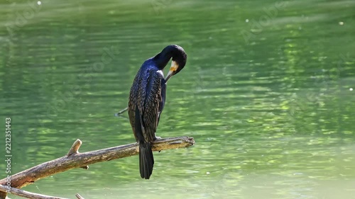 The great cormorant, Phalacrocorax carbo known as the great black cormorant across the Northern Hemisphere, the black cormorant in Australia and the black shag further south in New Zealand