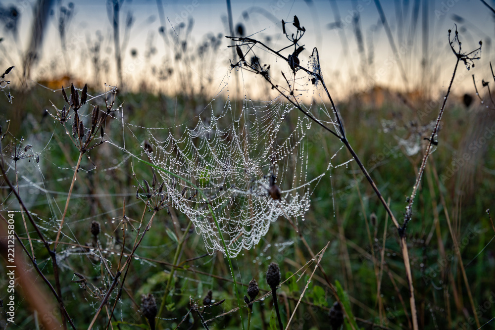 Fototapeta premium Dew-covered spider webs in a meadow at dawn