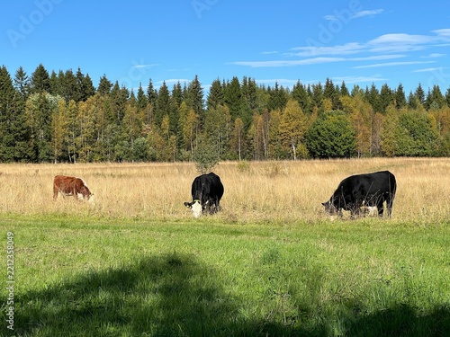 Cows grazing in a meadow in the Swedish countryside