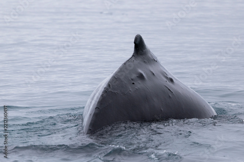 Humpback whale dorsal fin surfacing in calm ocean water