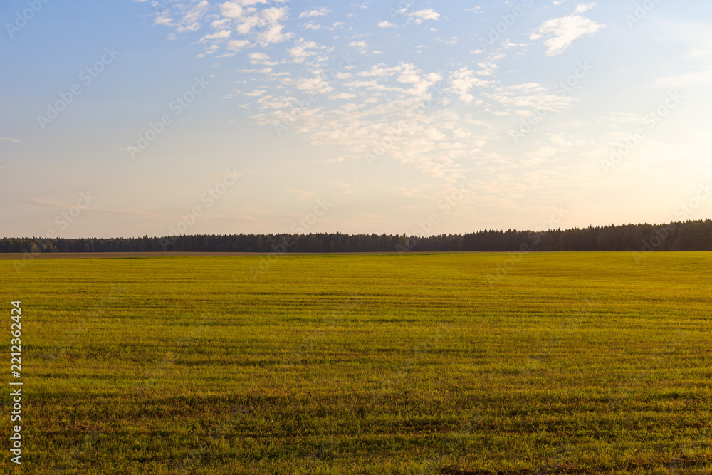 Fototapeta premium Vast golden meadow bathed in soft sunset light with a distant dark forest horizon and a peaceful blue sky featuring scattered light clouds over the tranquil rural landscape