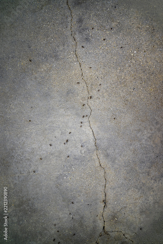 Busy Ants Crawling Along a Concrete Crack