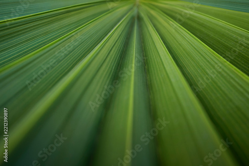 Macro Palm Leaf Perspective