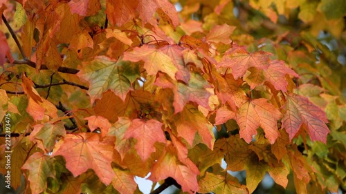 Autumn background-yellow maple leaves in the city Park
