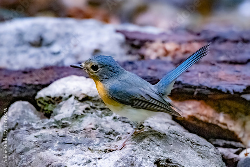 The Indochinese Blue Flycatcher in nature