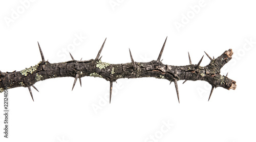 Fotografie Thorny Branch with Sharp Spikes Isolated Element Cutout PNG for Design and Natur