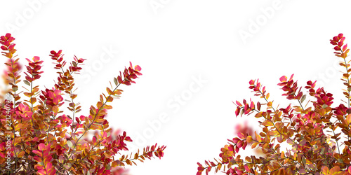 Red autumn bush branches framing bottom corners isolated on transparent background