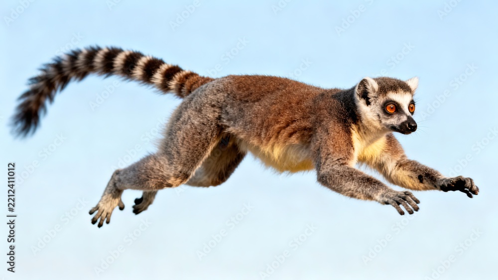 Fototapeta premium Lemur Mid-Leap with Arms and Legs Extended