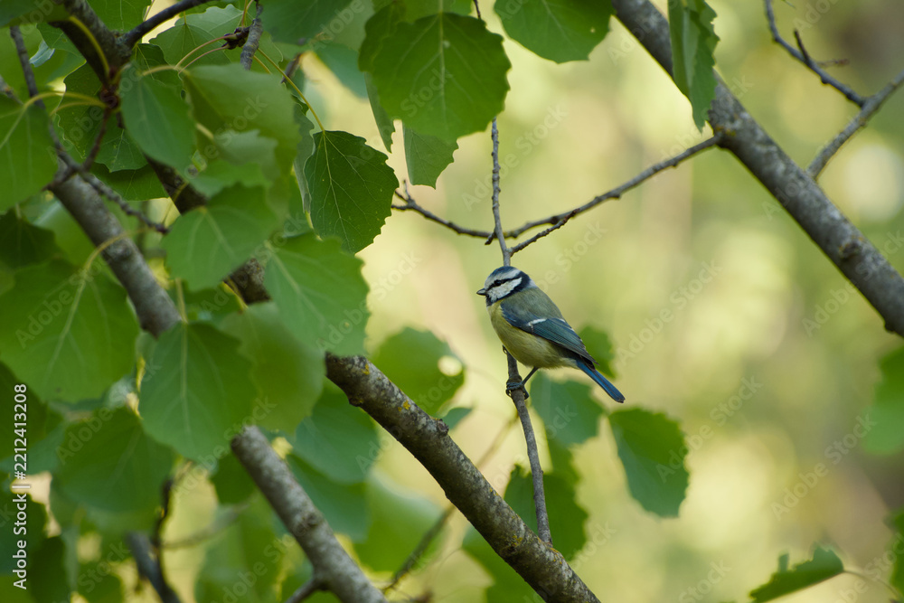 Fototapeta premium Blue tit perched on a slender branch among broad green leaves, surrounded by tree branches