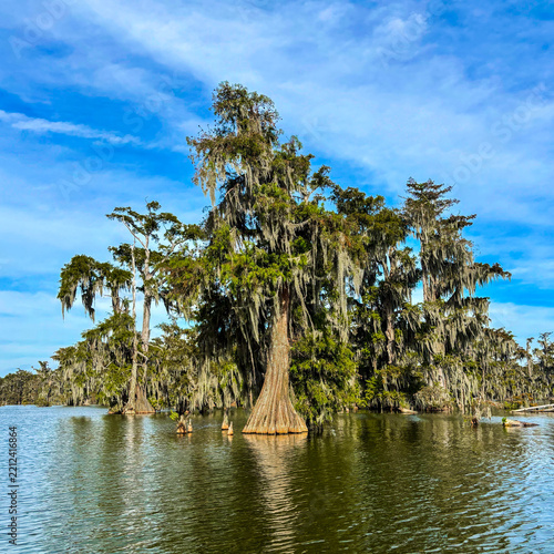 Trees growing on water form a bizarre forest, USA Louisiana