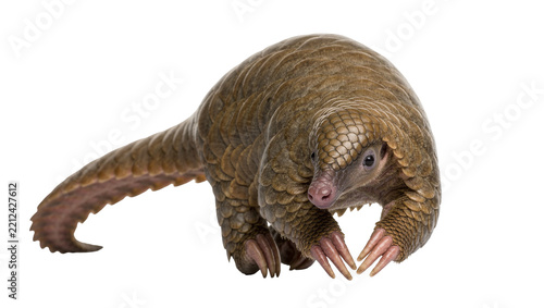 Obraz na plátně Brown pangolin with scaly armor, isolated on transparent background