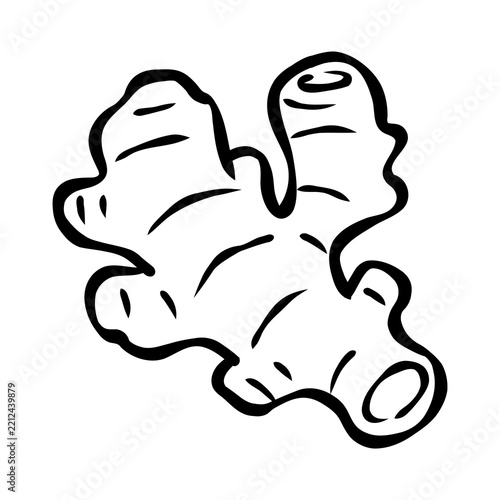 Handdrawn Illustration of Fresh Ginger Root