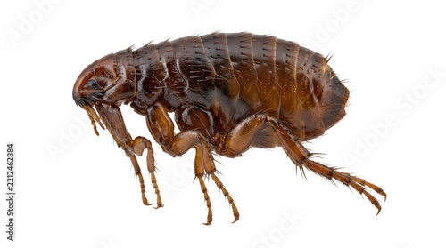 Macro side view of a brown flea isolated on a transparent background