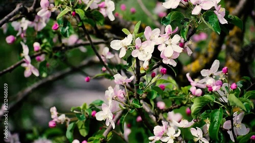 Pink And White Apple Blossoms On Branches In Spring Garden