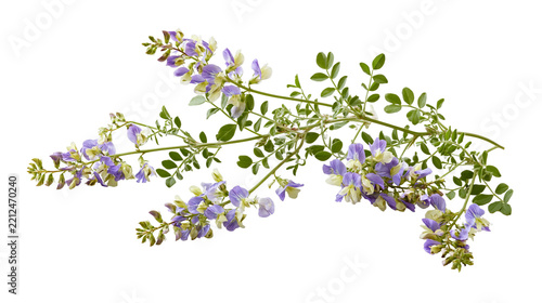 Flowering alfalfa branch with purple and white blossoms and green pinnate leaves