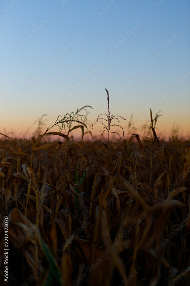 Obraz premium Corn tassel framed above mature stalks at sunset horizon
