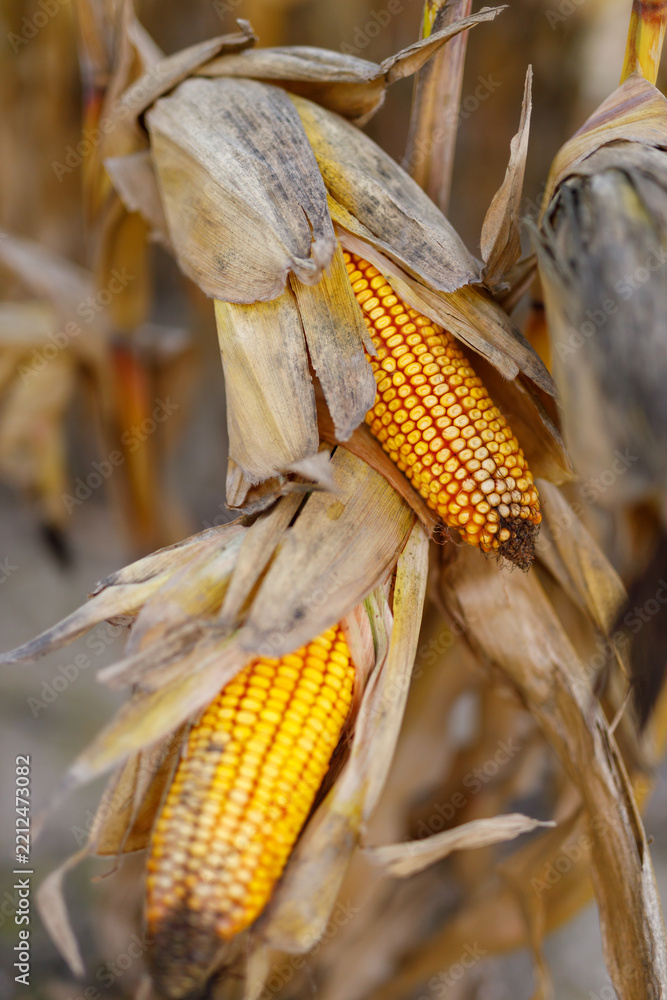 Obraz premium Corn cobs exposed on drying stalks in harvested cornfield