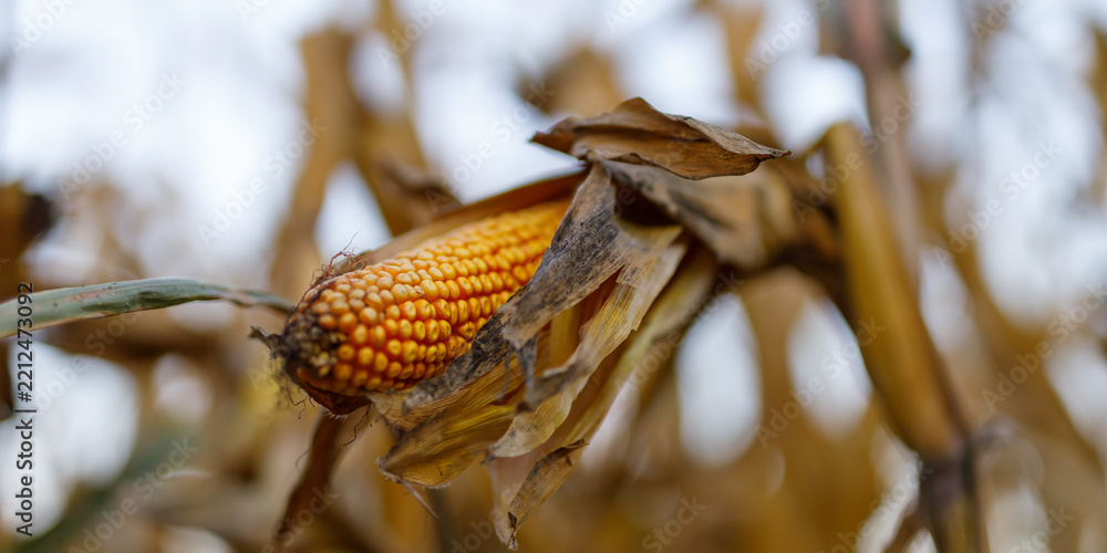 Fototapeta premium Corn ear partially husked and drying in field rows