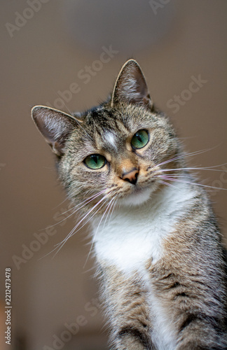 Portrait of a Gray Tabby Cat with Green Eyes