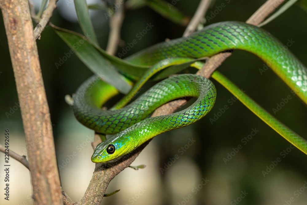 Fototapeta premium A beautiful Eastern Natal Green Snake (Philothamnus natalensis) climbing a tree branch in the wild in KwaZulu-Natal, South Africa