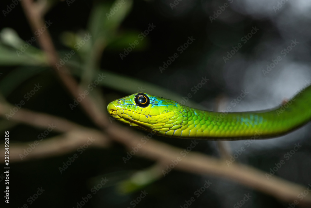 Fototapeta premium A beautiful Eastern Natal Green Snake (Philothamnus natalensis) climbing a tree branch in the wild in KwaZulu-Natal, South Africa