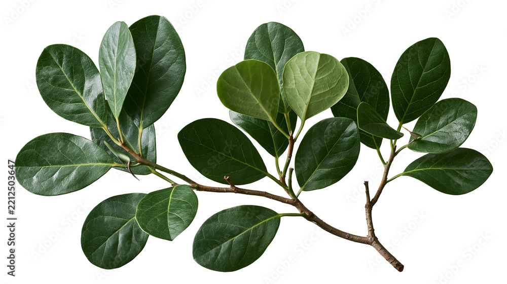 Fototapeta premium Fresh green Ficus microcarpa branch with glossy oval leaves