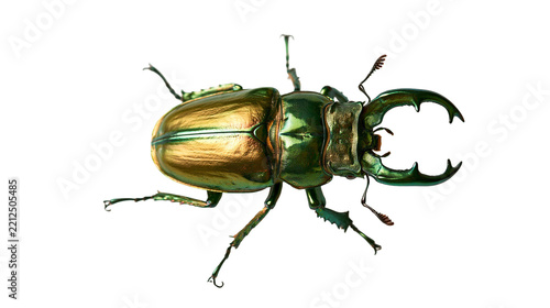 Obraz na plátně Iridescent metallic green and gold stag beetle with large mandibles