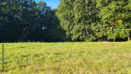 Green meadow with trees in the background. 