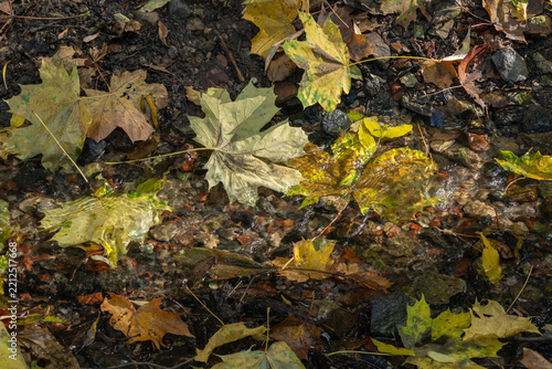 Autumn leaves float softly in shallow, clear water