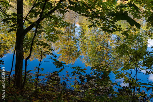 Golden leaves shimmer on calm water's surface