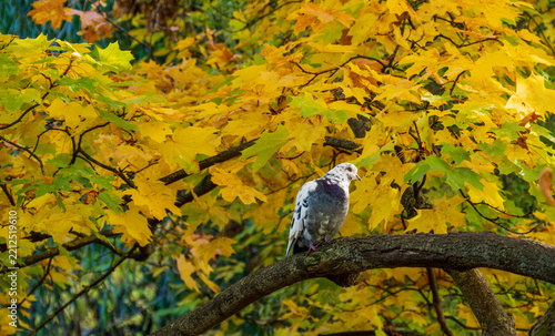 Pigeon perches calmly on a tree branch