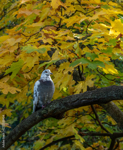 Grey pigeon perches calmly on thick tree branch
