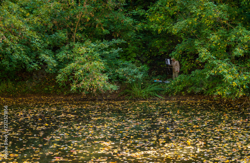 Golden leaves drift across calm waters