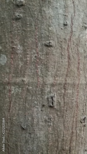 Close-Up of Natural Tree Bark Texture
