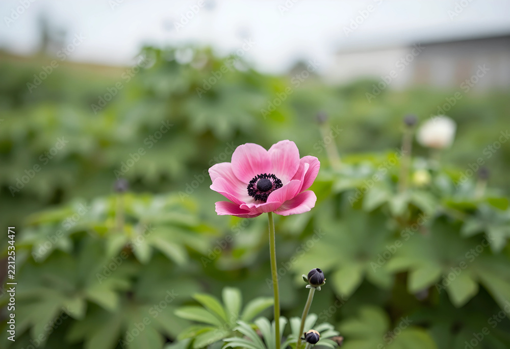 Obraz premium Springtime renewal and nature growth, pink anemone flower blooming in a lush garden field with soft focus background for seasonal floral design