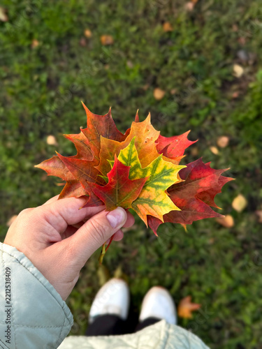 Hand holding colorful autumn maple leaves above green grass with white shoes and quilted sleeve visible in outdoor