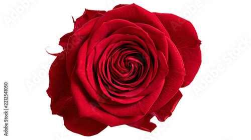 Fotografie Vibrant deep red rose flower head with layered velvet petals