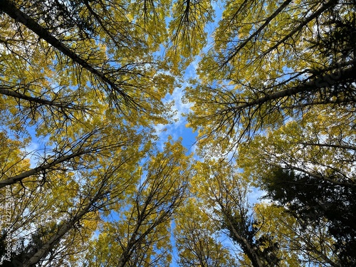 Autumn aspen trees against a blue sky