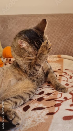 Young cute tabby cat relaxing at home. 