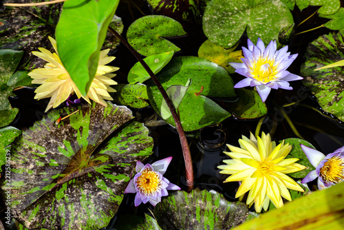 plantes et fleurs tropicales