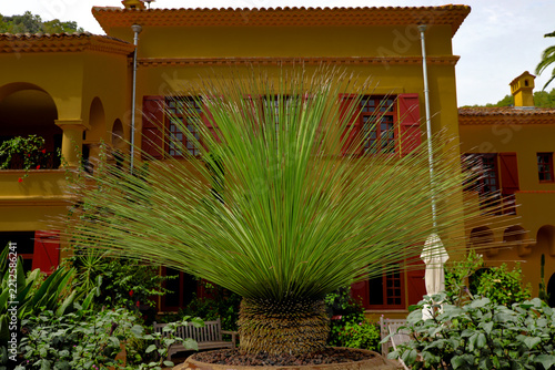 plantes et fleurs tropicales