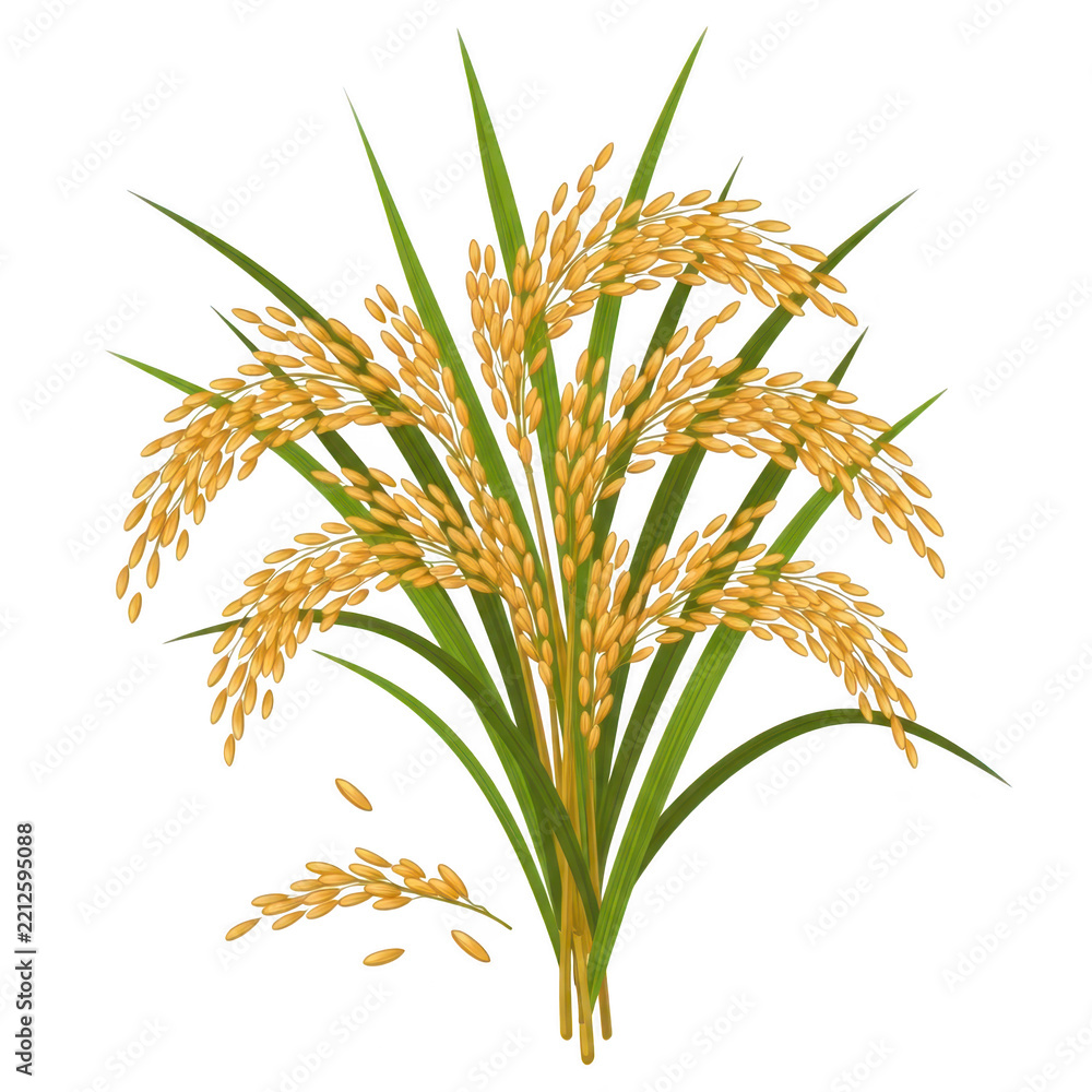 Naklejka premium Fresh organic rice plant stalks with golden grains for agriculture and food design