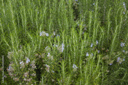 It is a rosemary plant in bloom.