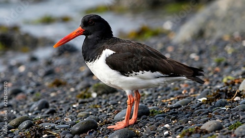 American oystercatcher standing on a rocky beach by the water
